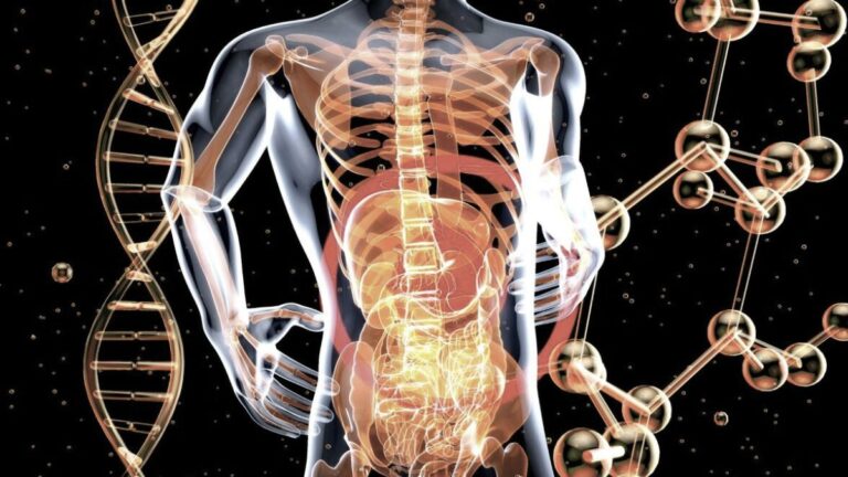 Abstract anatomical figure with warm red-orange highlights along the gut and spine on a black field, symbolizing inflammation and metabolism.
