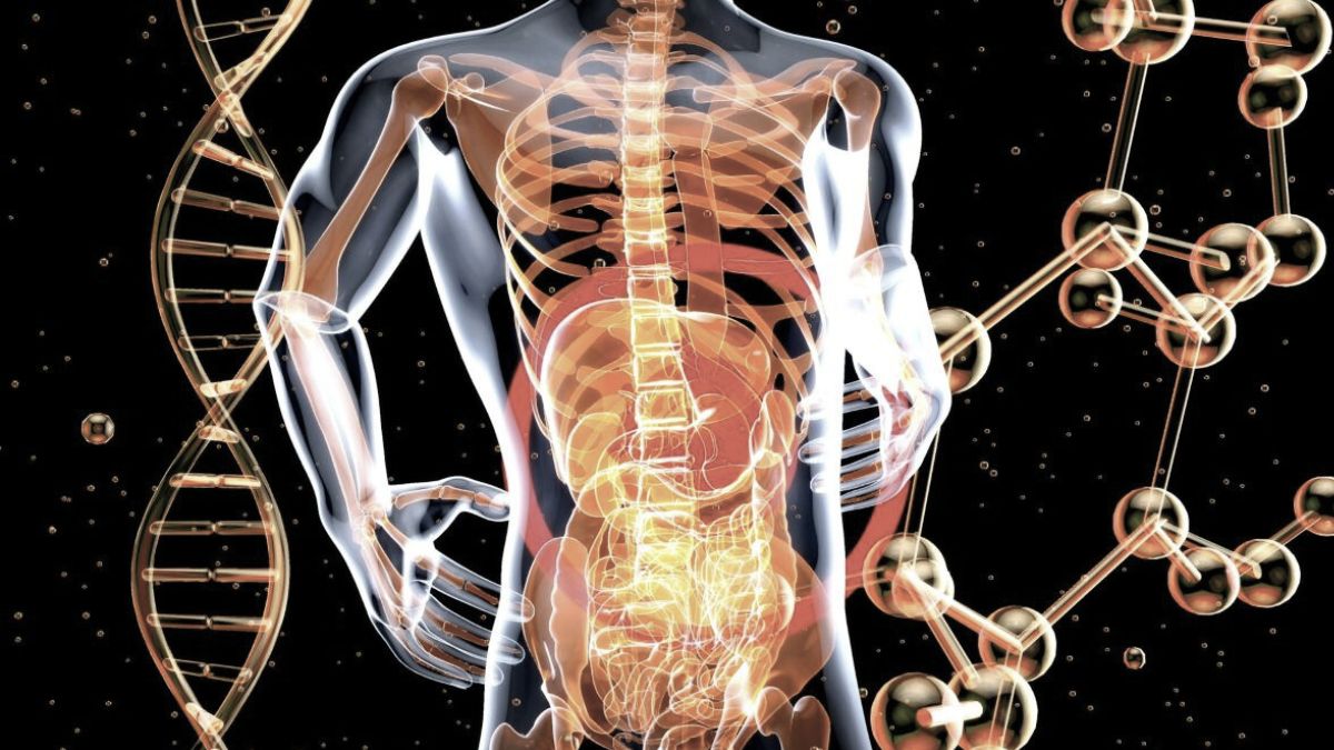 Abstract anatomical figure with warm red-orange highlights along the gut and spine on a black field, symbolizing inflammation and metabolism.