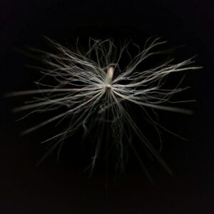 Close-up of a single seed plume on black, fine filaments radiating outward, evoking reconnection and delicate regulation.