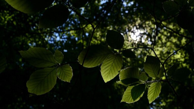 Backlit green leaves with sunlight filtering through a canopy, evoking calm and nervous-system balance.