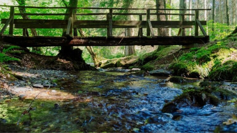 Wooden footbridge over a sunlit forest stream, symbolizing reconnection between mind and body.