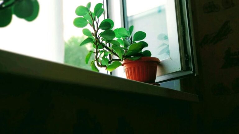Potted plant on a windowsill with soft morning light through an open window... a cue to start the day with natural light.
