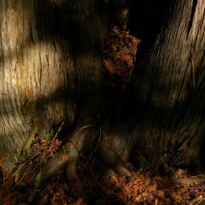 Close view of a tree base with roots and dry leaves, evoking steady contact with natural ground.