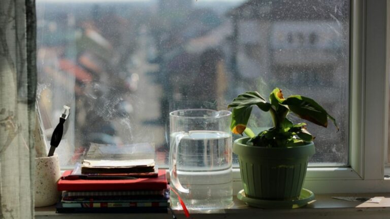 Glass carafe of water and small plant on a sunlit windowsill.
