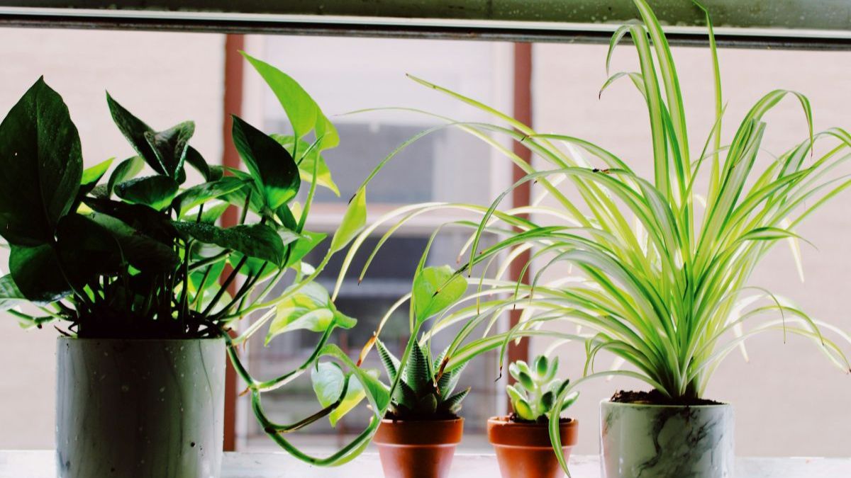 Potted houseplants on a sunlit windowsill with calm green leaves.