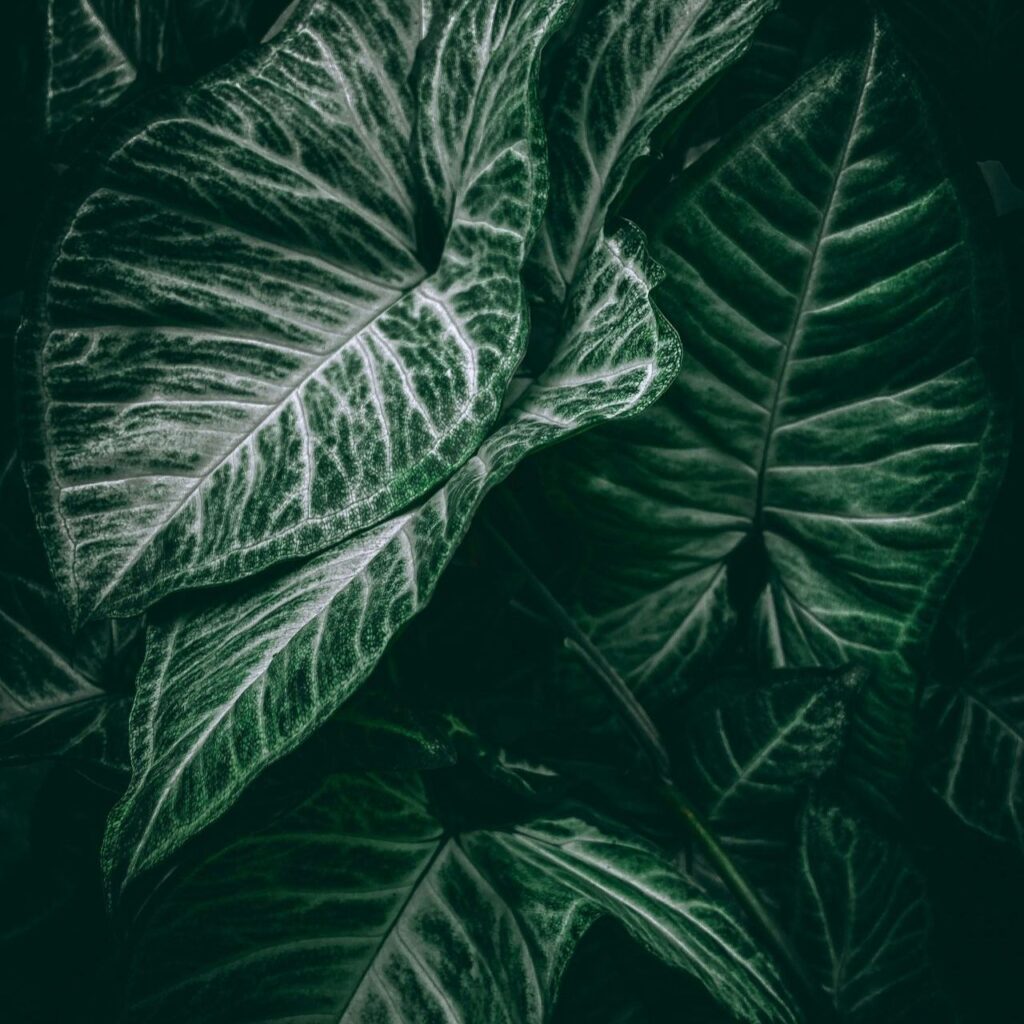 Close-up of dark green leaves with pale veins and soft texture.