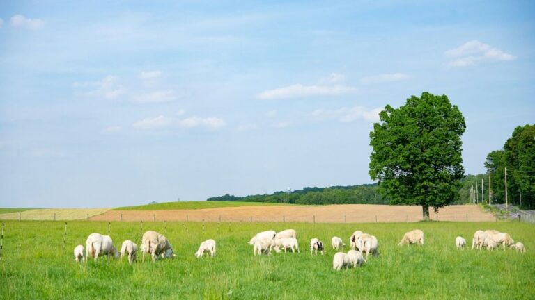 Sheep grazing on green pasture under a blue sky with a lone tree... illustrating animal integration and living ground cover.