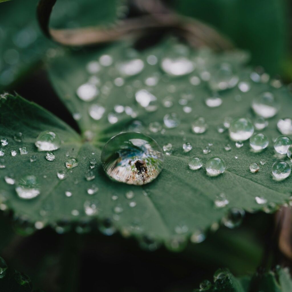 Close-up of a green leaf with dew droplets, conveying a calm, reflective mood.