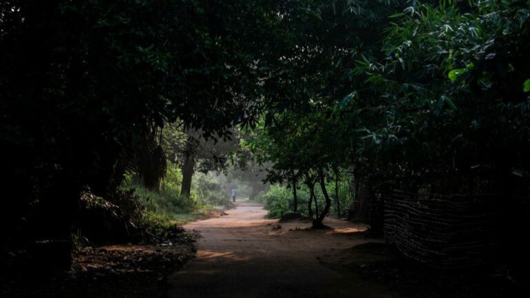 A quiet pathway leading through trees toward soft morning light, symbolizing forward movement, possibility, and new beginnings.
